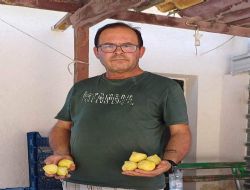 Mut'ta incirin sezonu 150 lirayla kapatmas� �reticinin y�z�n� g�ld�rd�